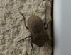 Asida sp.